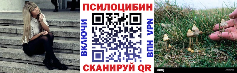 наркота  Кореновск  Псилоцибиновые грибы Cubensis 